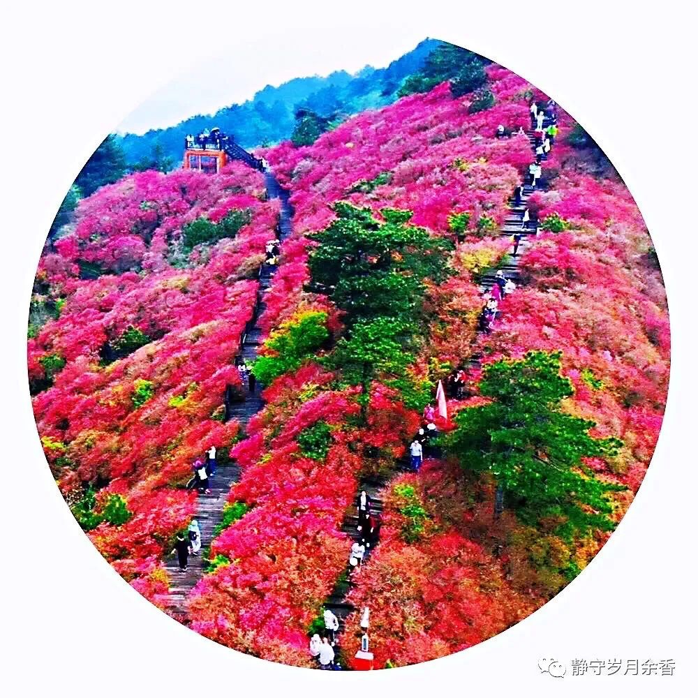 情满龟峰·诗涌花海