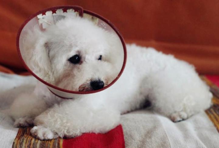 小狗拉稀带有水,小狗拉稀可以吃葡萄糖水吗