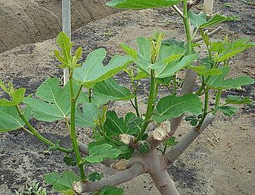 无花果种植棚,建一个无花果冷棚需要多少钱