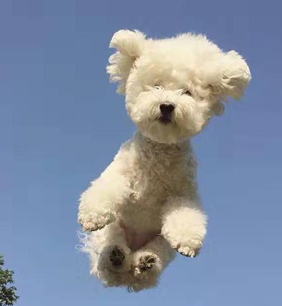 比熊真有那么笨吗,比熊犬的优点和缺点