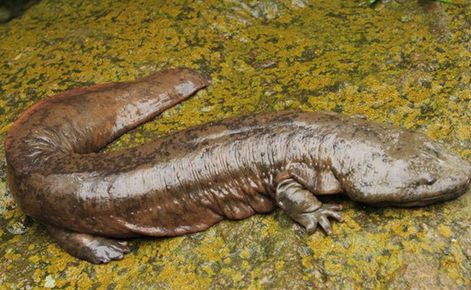 养殖什么稀奇的品种赚钱快又好养,养殖最赚钱的品种