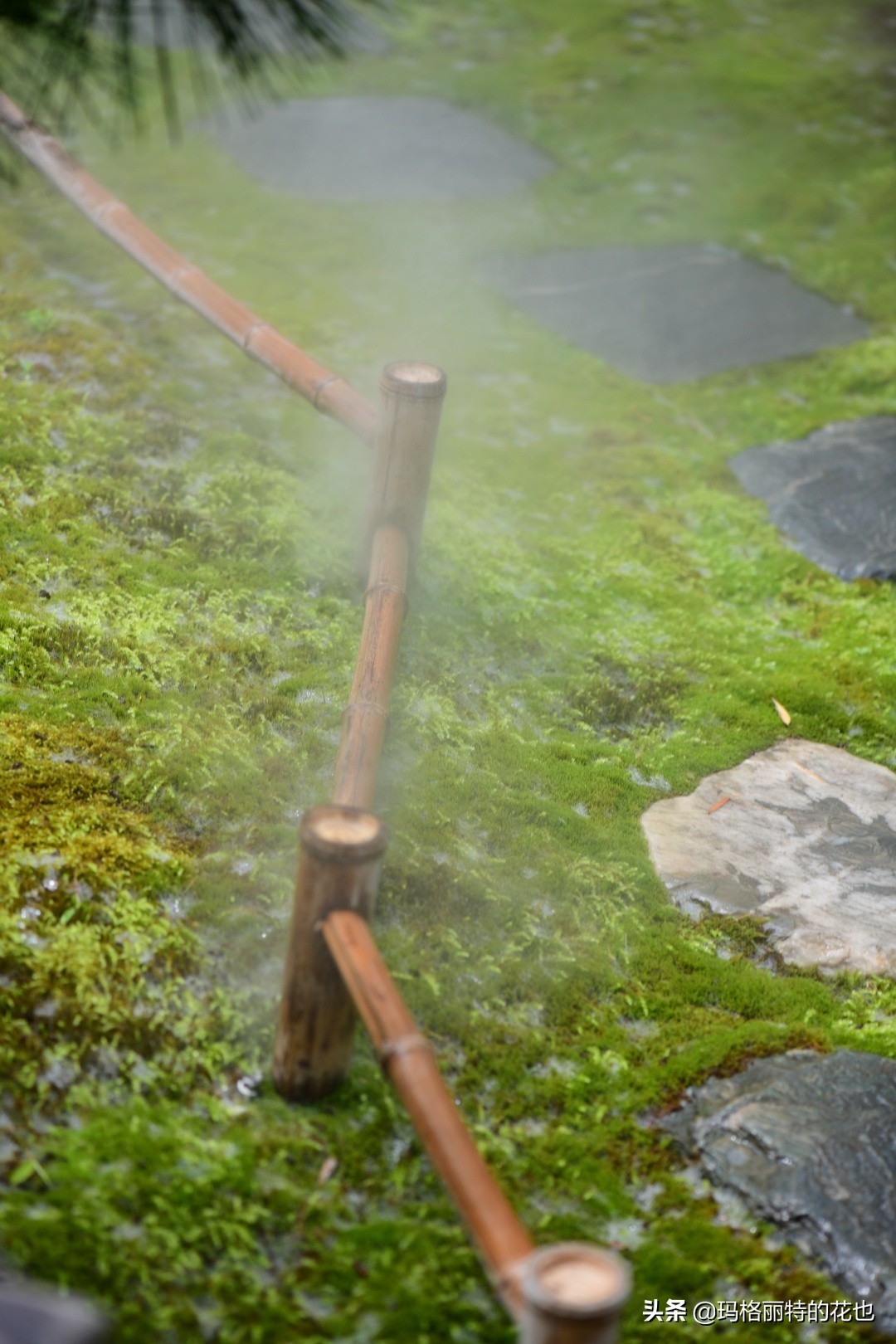 种植苔藓养护方法,苔藓怎么养护才能长得好
