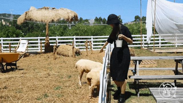 收藏!刷爆小红书的深圳济州岛绵羊牧场咖啡厅,256G都不够拍