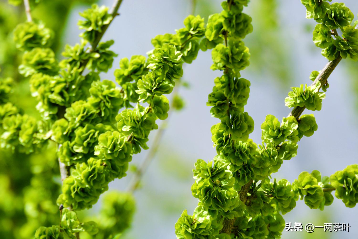 鲁西南话河南话,鲁西南话大全