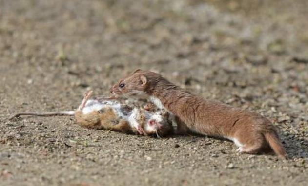 为什么黄鼠狼老一辈说不能杀,为什么老一辈的都说黄鼠狼不能杀