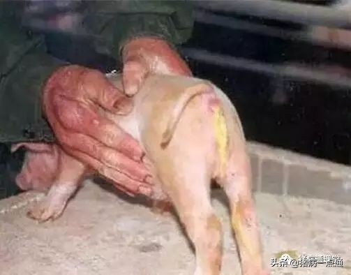 养猪技术猪奶水少怎么办,养猪人告诉你仔猪腹泻怎么办