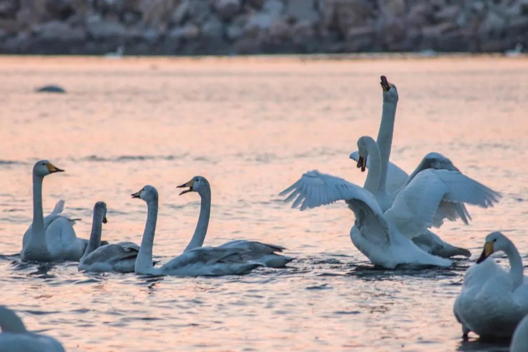 这些绝美的成语原来都藏在诗里,70个经典成语