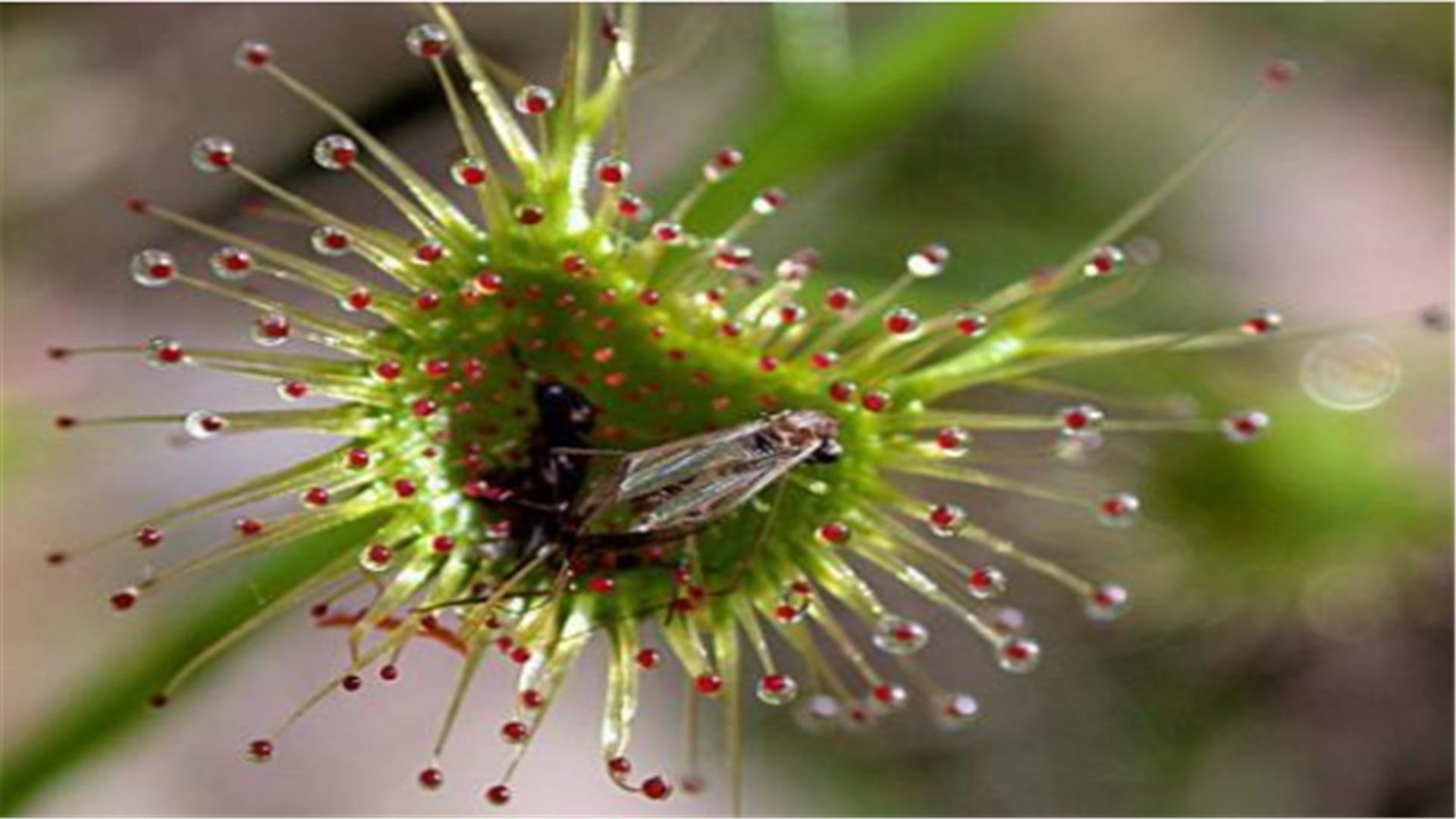 养花经常在土里遇到的害虫有哪些,养花不生虫害的植物