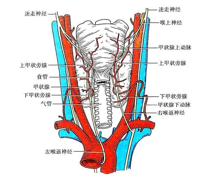 甲状腺手术后嗓子哑了,甲状腺结节会引起嗓子哑吃什么药