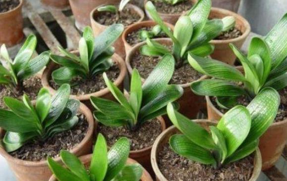 君子兰叶扦插几天能生出小君子兰,君子兰的叶子需要啥基质扦插