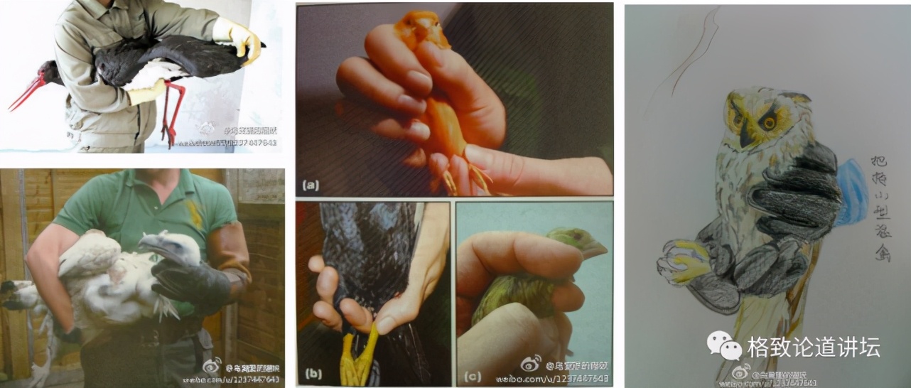 捡到受伤的鸟是好事吗,捡到受伤的鸟联系哪个部门救助