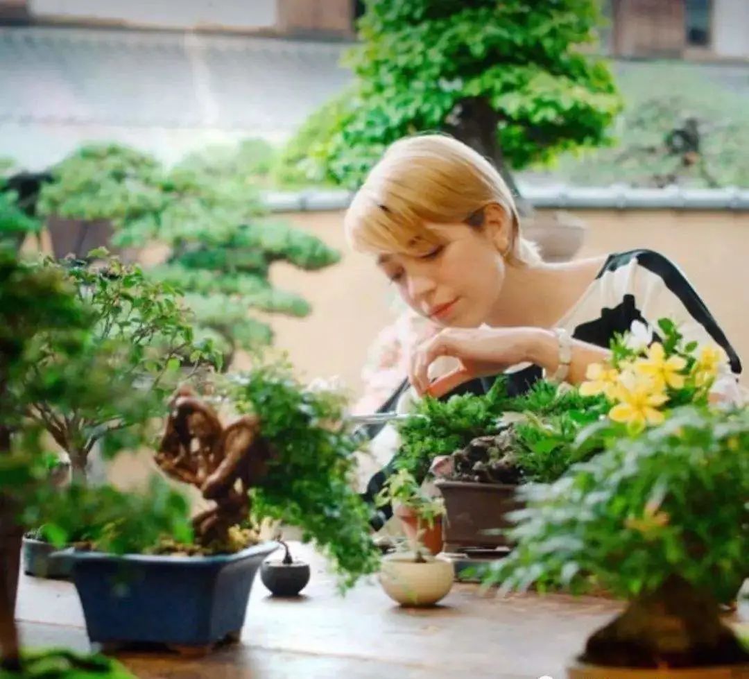 树木盆景养护包含六个方面的工作,盆景树如何照顾