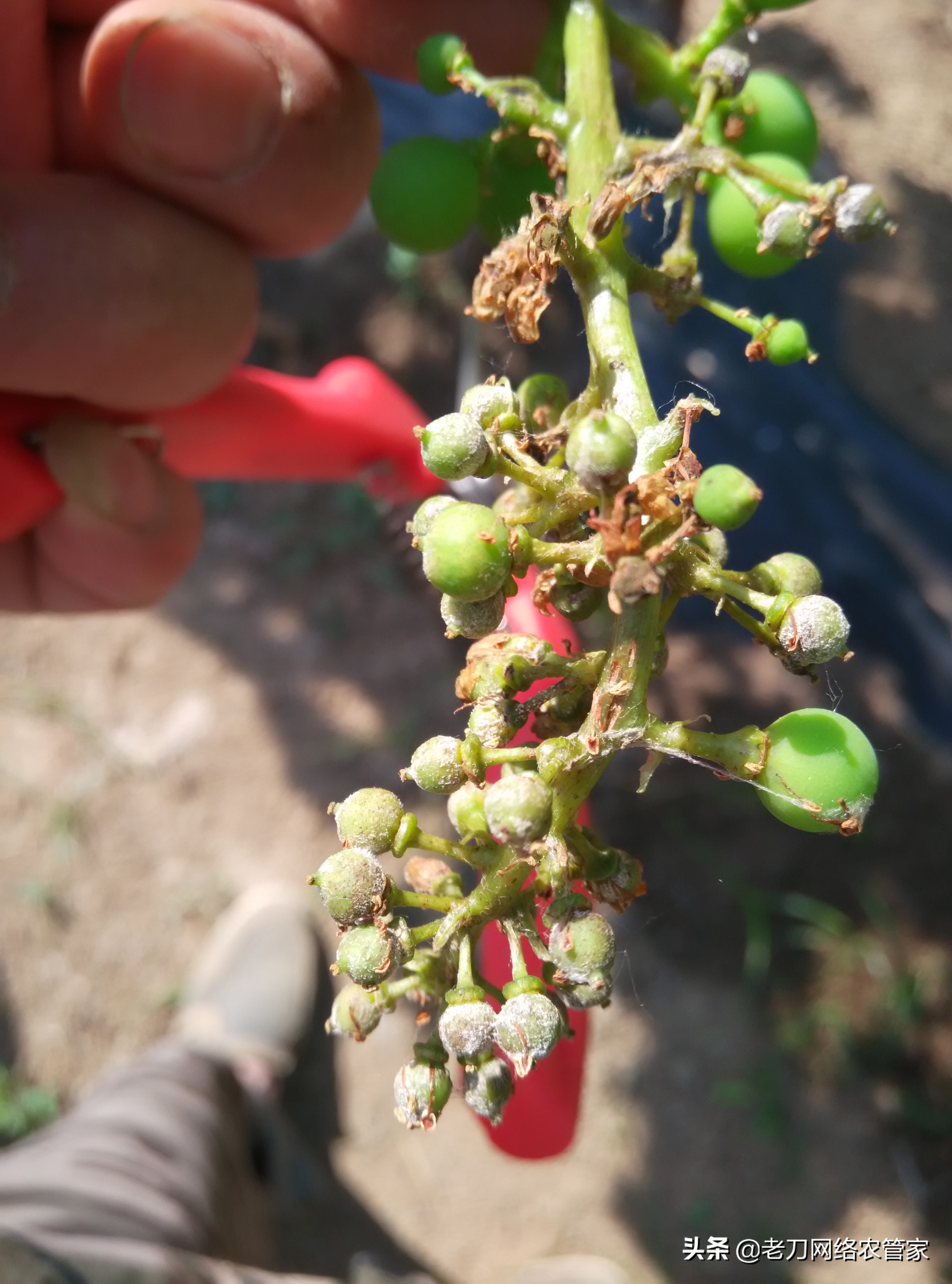 灰风暴葡萄灰霉病,霜霉病灰霉病什么情况易发生