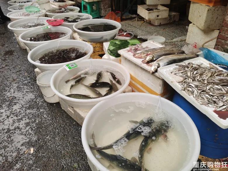 渝北区狗儿市场有卖猫的吗,渝北狗儿市场买狗