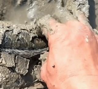 黑鱼有多危险,黑鱼为什么会保护自己的孩子