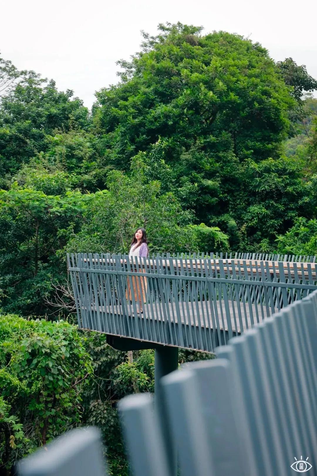 深圳这10条绿道你去过没,深圳十大绿道排行榜