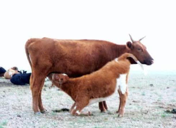 四子王旗草原五畜分别指哪五种动物