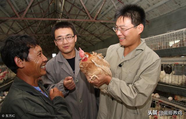 养鸡治霉菌最好最快的方法,如何防控鸡霉菌毒素