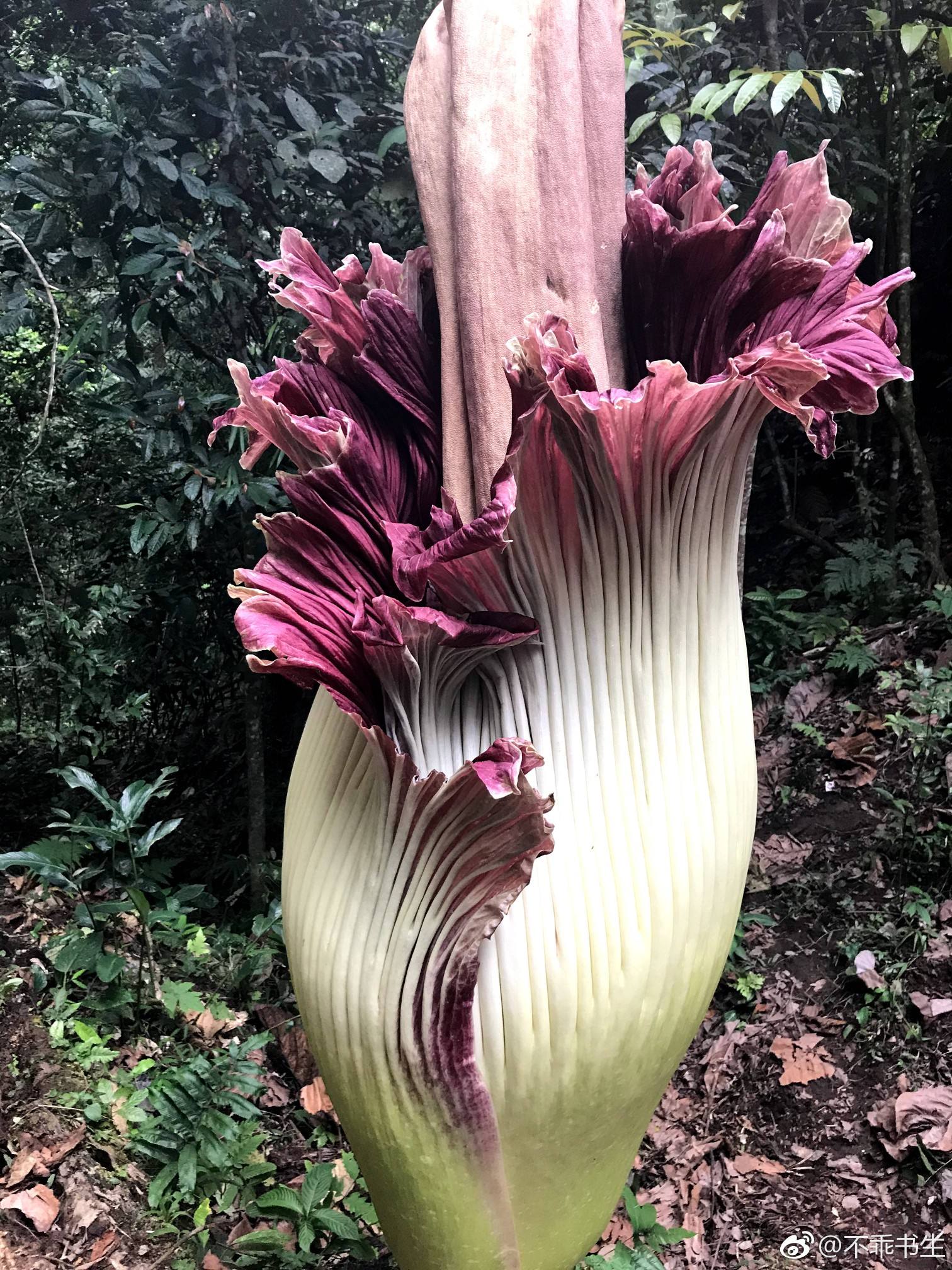奇花异草大全罕见图文,极其罕见的奇花异草