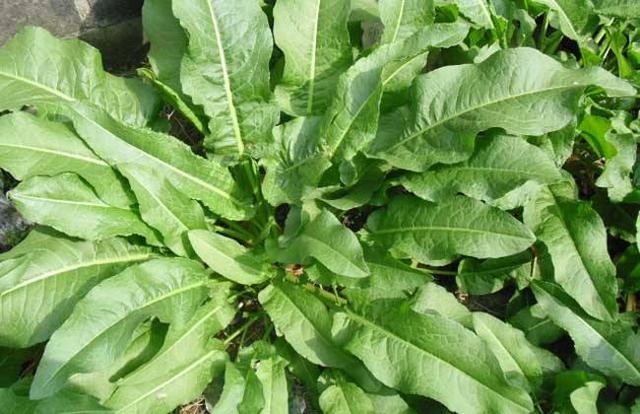 大黄不但通大便,还能泻热利小便