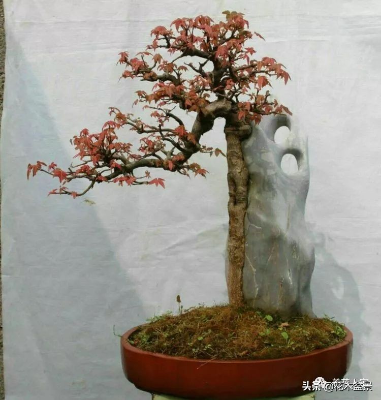 让你从厨艺小白变大神的100道菜,教你如何从一个小白变成大神