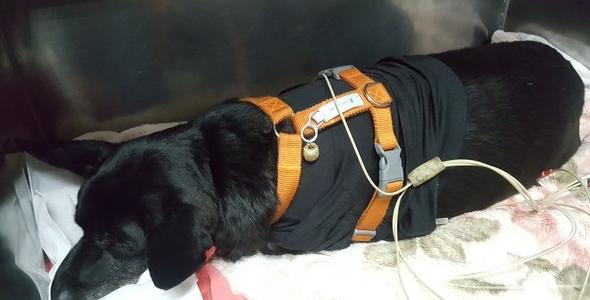 狗肚鼓包脐疝,狗胃扭转手术