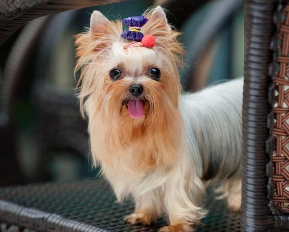 约克夏好养吗饲养约克夏正确方法,饲养狗狗的5大误区