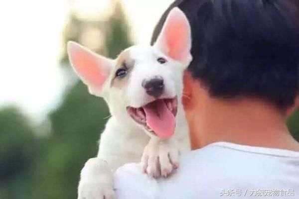 狗狗冷知识500条,狗狗柯基冷知识