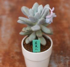 一晒太阳就脸红脸变黑的人正常吗,太阳一晒脸就红的厉害