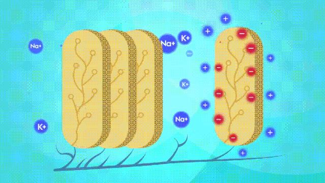 电鳗的电可以发电吗,电鳗为什么能够发电