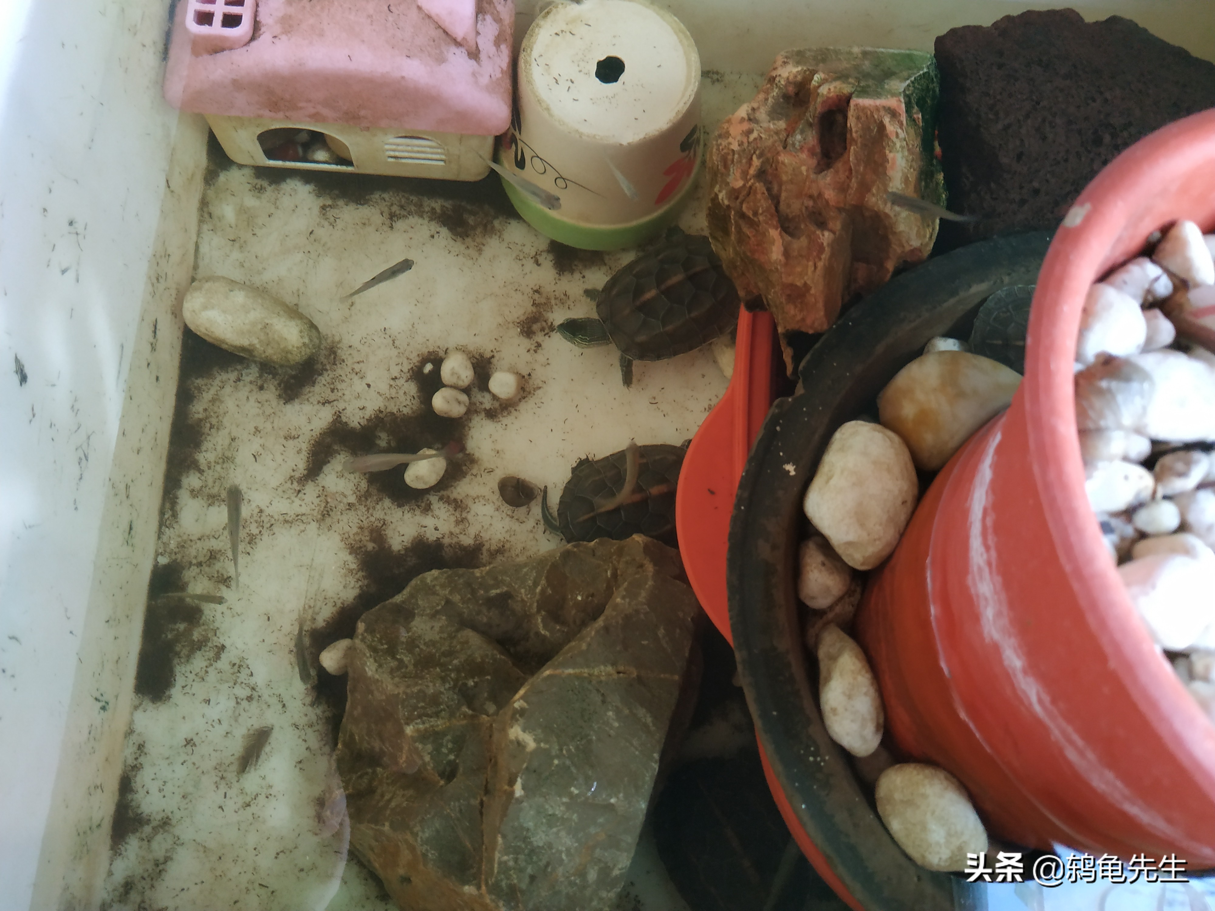 养龟到底多换水还是少换水,养龟多久换一次水比较好