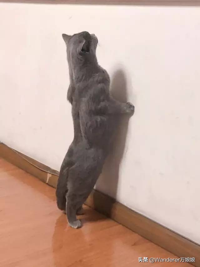 多亏这些宝藏网友,让我笑到免疫力增强