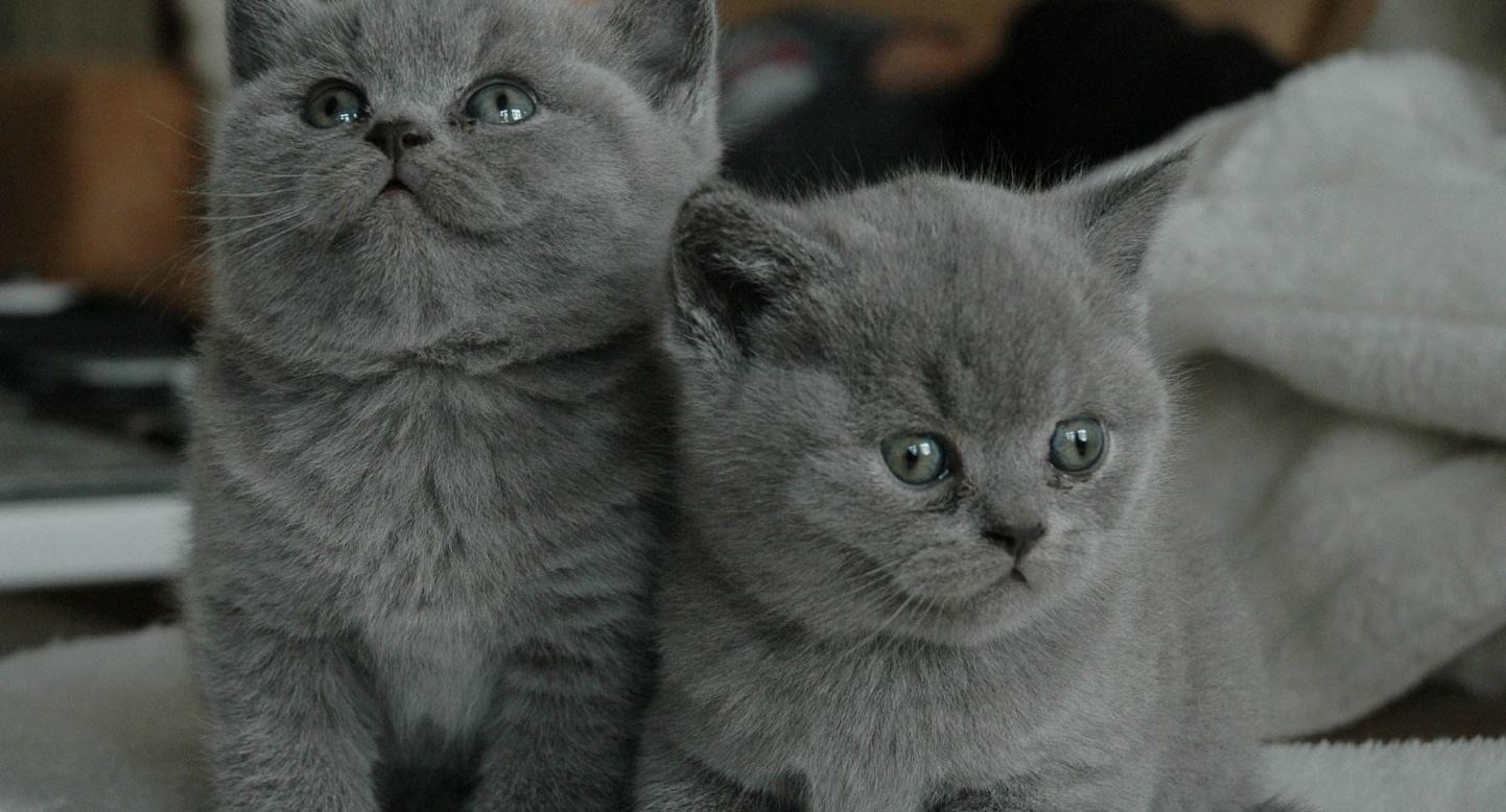 猫咪也有抑郁症吗,猫咪也有什么烦恼呢