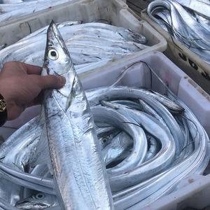 买带鱼时要分清黄眼睛和黑眼睛,买带鱼黑眼睛和黄眼睛哪个好