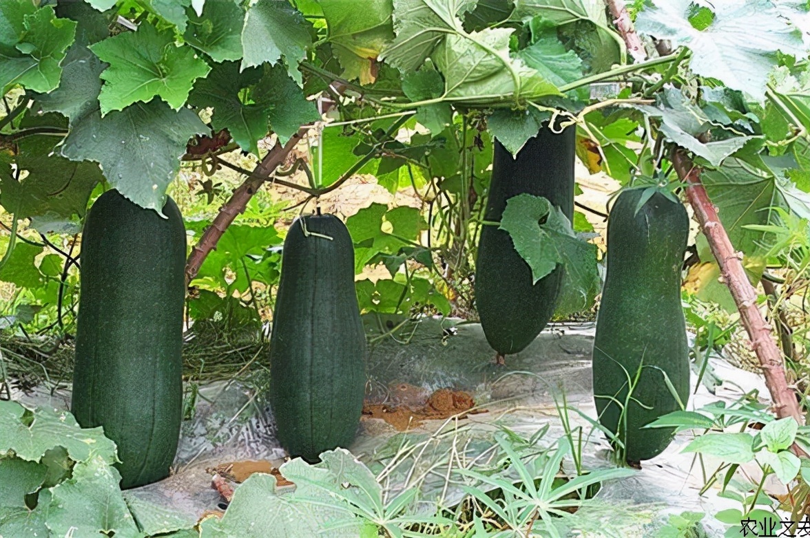 葫芦科蔬菜特点图,葫芦类蔬菜有哪些