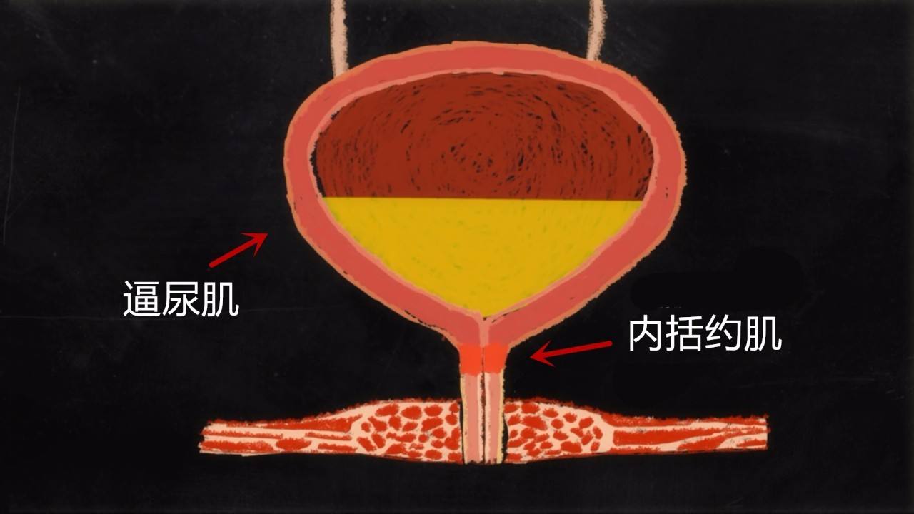 四岁女孩子尿频繁是怎么回事,4岁女孩子总尿湿裤子是什么原因