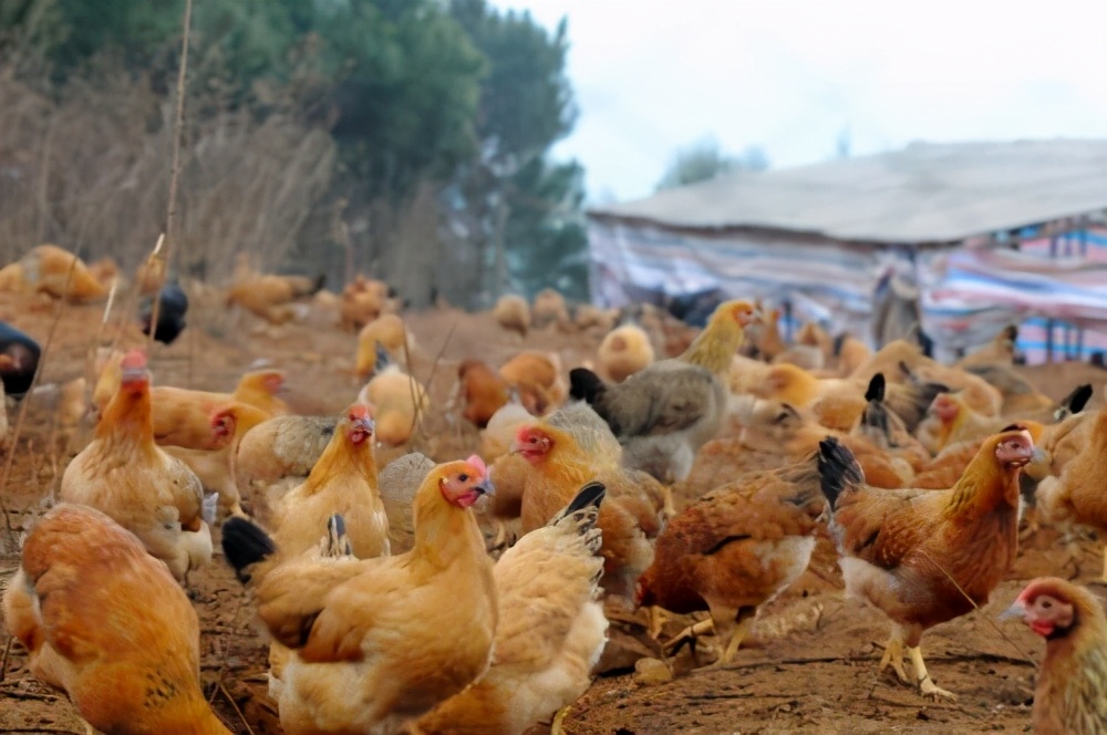 鸡大肝的症状和治疗方法,鸡大肝是什么病
