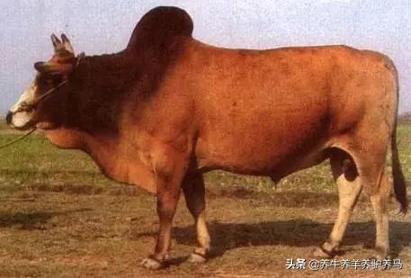 适合生产雪花牛肉的中国牛品种,夏洛莱和黑白花牛杂交是啥品种