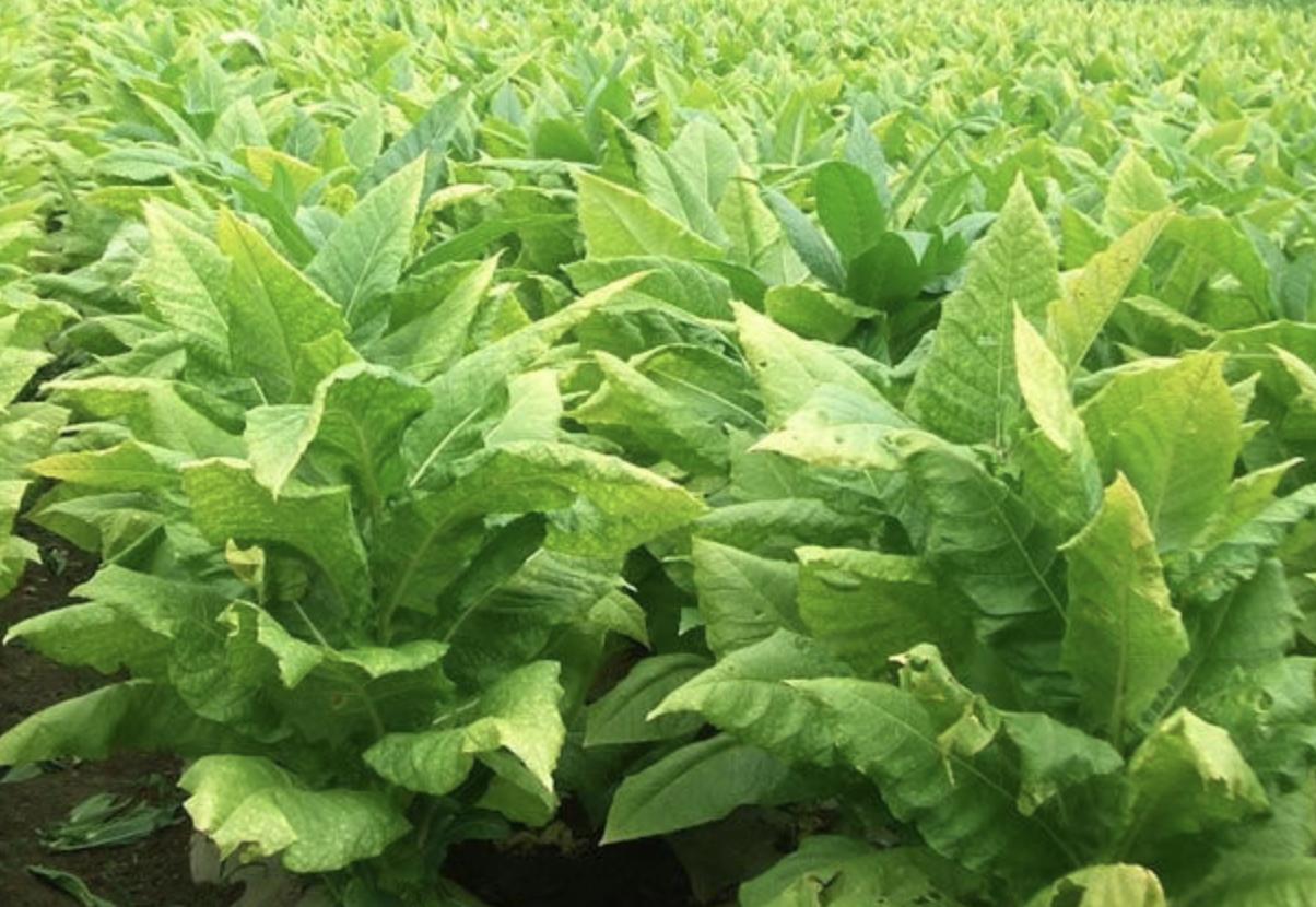 小猪说烟斗,小猪说烟斗入门