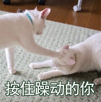 到底是养一只猫好还是养两只,养一只猫好一点还是两只猫好一点