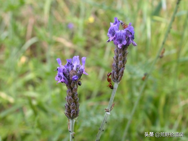 薰衣草的种植方法及管理技术要点,熏衣草种植方法及养护常识有哪些