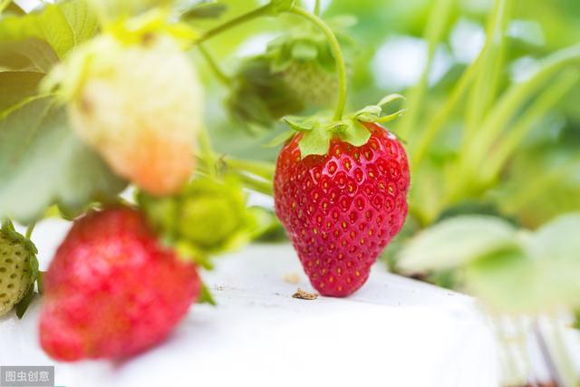 立体无土栽培草莓,设施草莓的种植方法