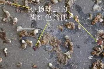 养鸡如何防止球虫,球虫病没有药怎么办
