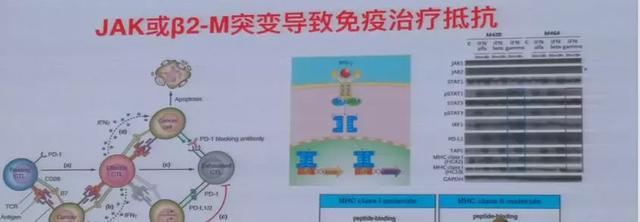 免疫治疗癌症种类的副作用,免疫治疗如果有效可以长期生存