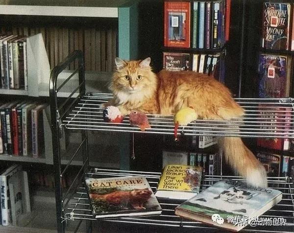 世界各国的著名动物,美国最著名的动物