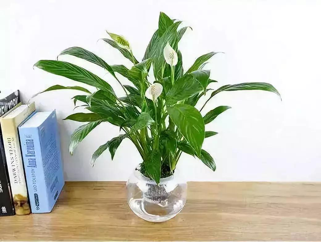 种什么蔬菜可吸甲醛,坪地吸甲醛的植物