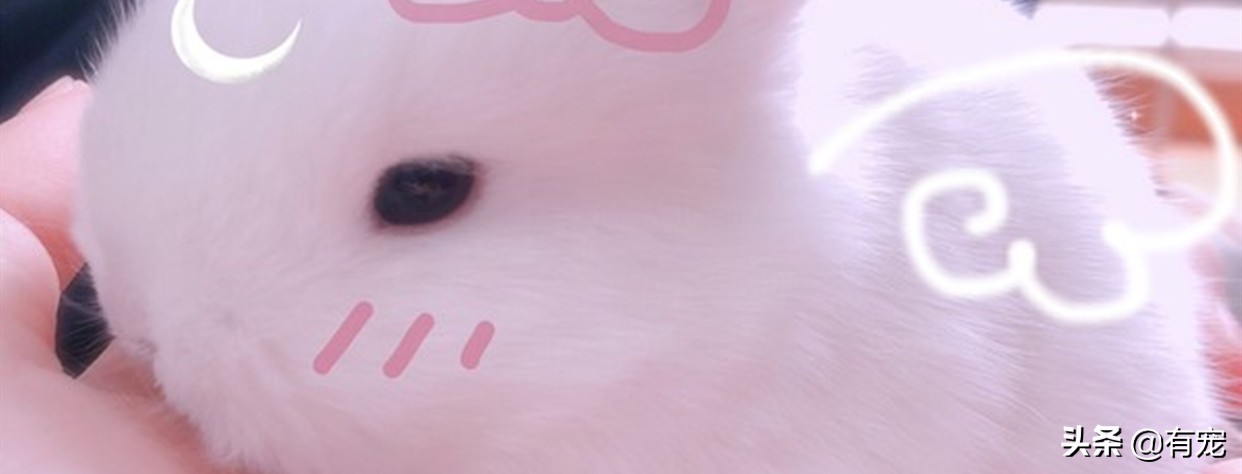 什么品种的兔子最适合当宠物,5种最受欢迎的兔子