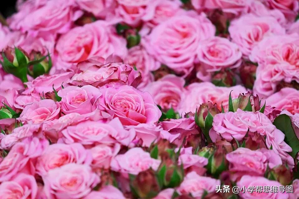 如何写作文推荐一本书范文,我最喜欢的一本书写作指导