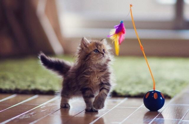 吸猫的科学依据来了,教你如何获得一只猫