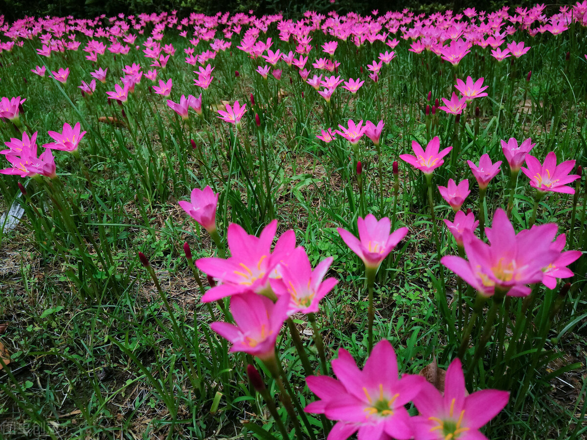100种常见园林图鉴,列举20类不同的园林花卉